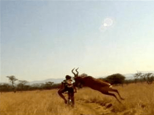 Biker Hit by Antelope